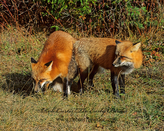Vulpes vulpes  RED FOX 62304 z