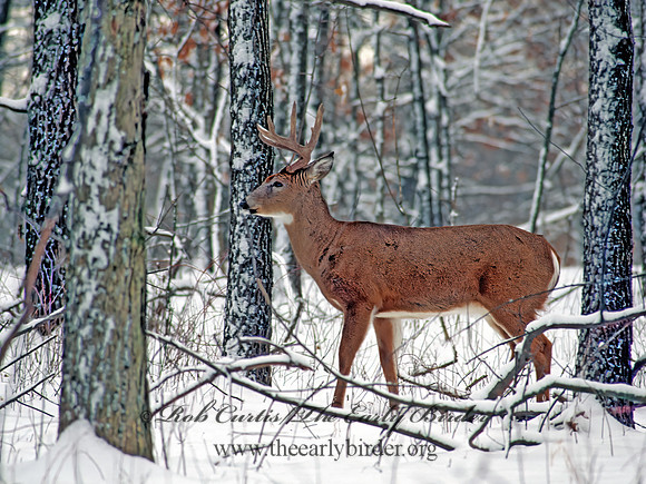 Odocoileus virginianus  WHITE-TAILED DEER 64703 z