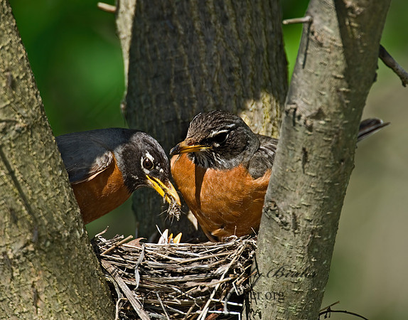 Turdus migratorius  AMERICAN ROBIN 6005585z