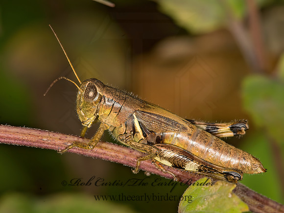 Melanoplus walshii  WALSH'S SHORT-WINGED GRASSHOPPER 9041842z