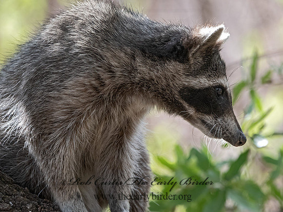 Procyon lotor  RACCOON 3037066z