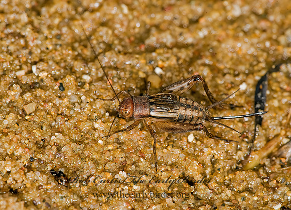 Allonemobius fasciatus STRIPED GROUND CRICKET 8017670 z
