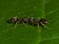 Lasius americanus 8004941z