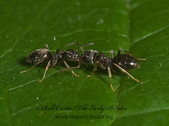 Lasius americanus 8004941z