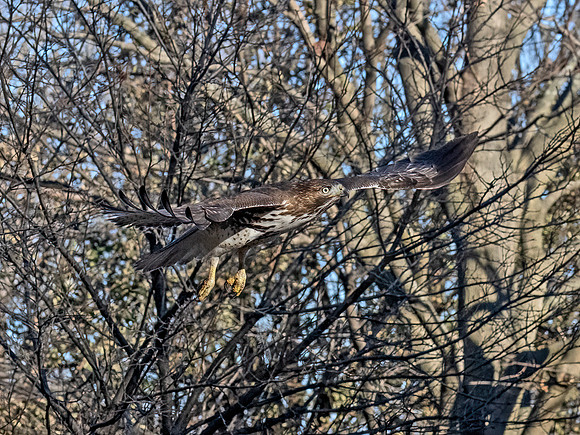 Buteo jamaicensis RED-TAILED HAWK 9092872z