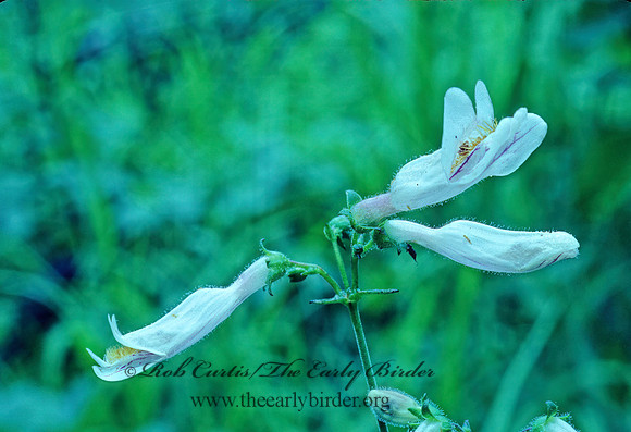 Penstemon laxiflorus  NODDING BEARDTONGUE 168824z