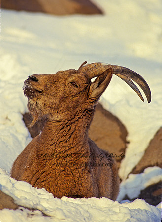 Capra ibex sibirica  SIBERIAN IBEX 118712z