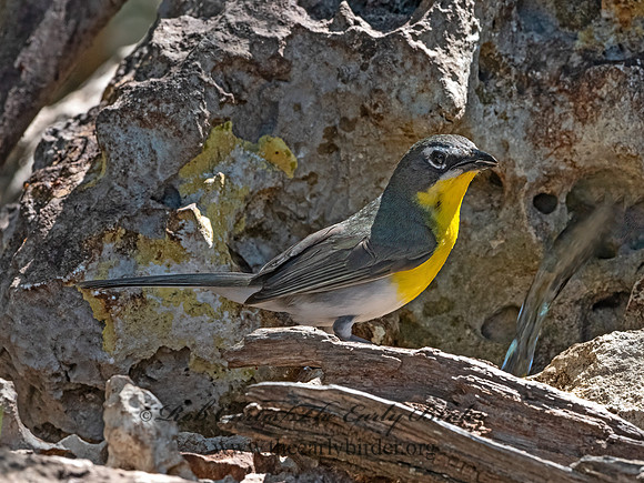 Icteria virens  YELLOW-BREASTED CHAT 3039825z
