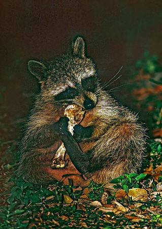 Procyon lotor  RACCOON 251436 z