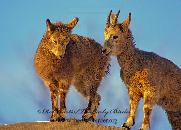 Capra ibex sibirica  SIBERIAN IBEX 118718z