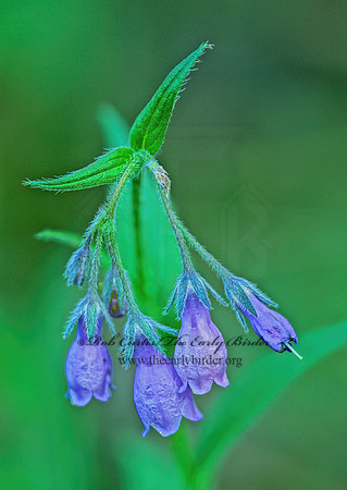 Mertensia paniculata  NORTHERN BLUEBELL 240610z