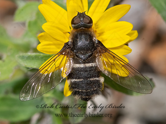 Villa  BEE FLY 3026315z