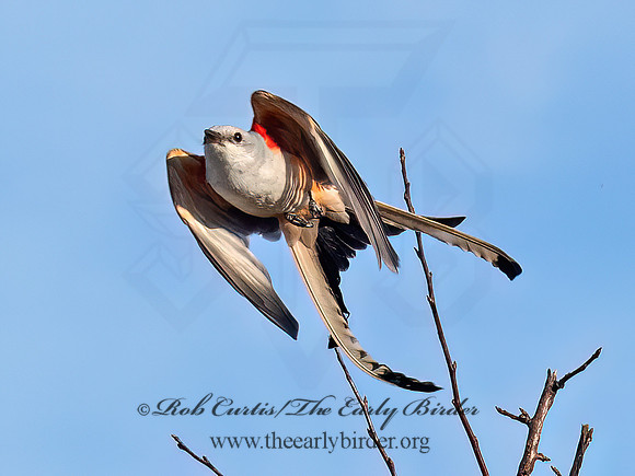 Tyrannus forficatus SCISSOR-TAILED FLYCATCHER 9091924z