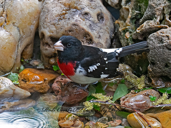 Pheucticus ludovicianus ROSE-BREASTED GROSBEAK 8038197z