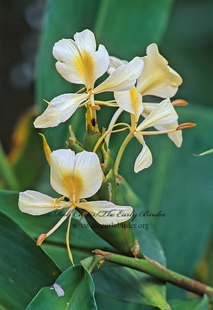 Hedychium coronarium  WHITE GINGERLILY 204826z