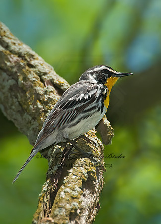 Setophaga dominica  YELLOW-THROATED WARBLER 8022642z