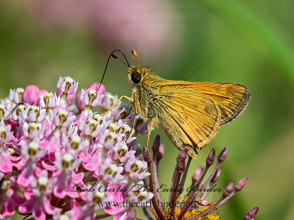 Atalopedes campestris  SACHEM SKIPPER 9049482z