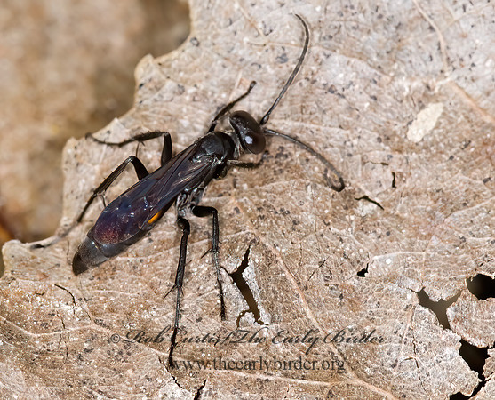 Anoplius marginatus grp  POMPILINI SPIDER WASP 6015369z