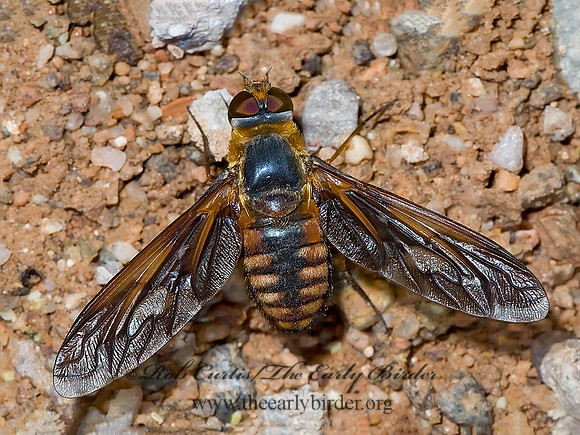 Poecilanthrax effrenus  VILIINI BEE FLY 6026295z