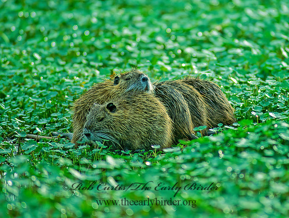 Myocastor coypus  NUTRIA 67033 z