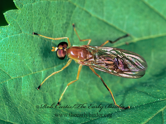 Ptecticus trivittatus  SOLDIER FLY 78131z