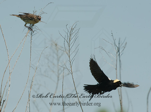 Dolichonyx oryzivorus  BOBOLINK 8025896z