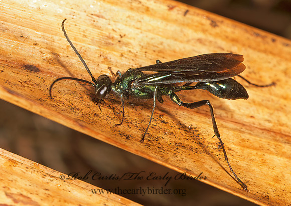 Chalybion californicum 260516z