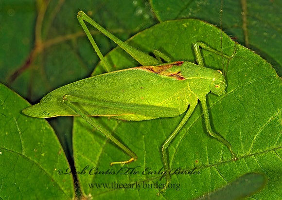 Amblycorypha rotundifolia  ROUND-WINGED KATYDID 6010186z