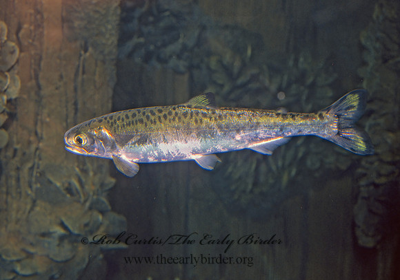 Oncorhynchus gorbuscha PINK SALMON 221722z