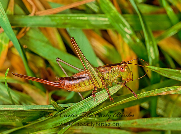Conocephalus brevipennis  SHORT-WINGED MEADOW GRASSHOPPER  138608 z