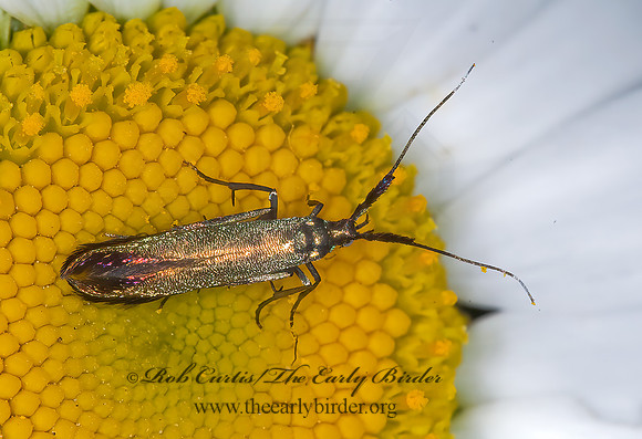Coleophora mayrella spissicornis CASEBEARER MOTH 6007375z