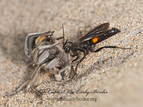 Anoplius semicinctus  POMPILINAE SPIDER WASP 9040833z