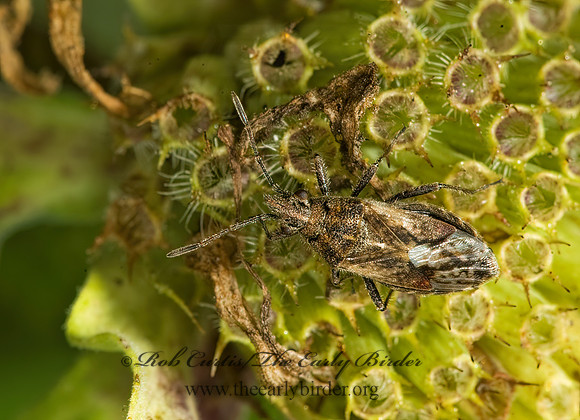 Neortholomus scolopax 5015166z