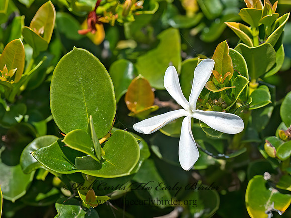Carissa macrocarpa  NATAL PLUM 8036337z