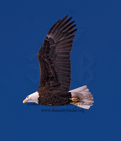 Haliaeetus leucocephalus  BALD EAGLE 6020278z