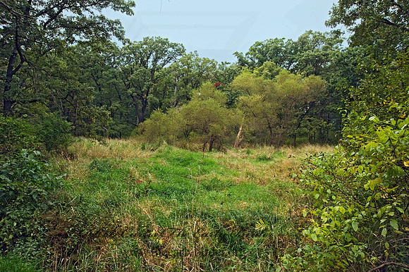 FOREST VIEW 8018349z