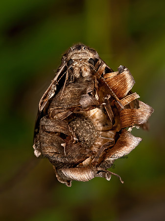 Erynnis baptisiae  WILD INDIGO DUSKYWING 3022547z