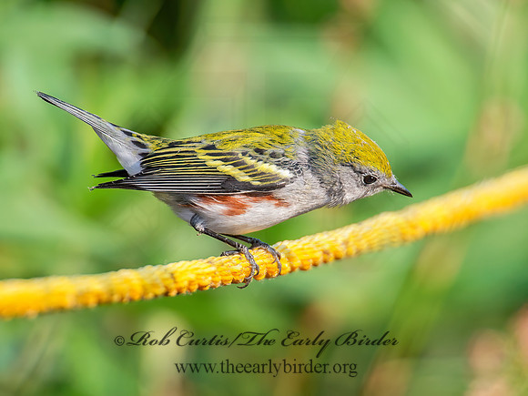 Setophaga pennsylvanica  CHESTNUT-SIDED WARBLER 9004722z