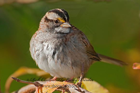 Zonotrichia albicollis  WHITE-THROATED SPARROW 3010493z