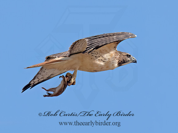Buteo jamaicensis RED-TAILED HAWK 9084283z