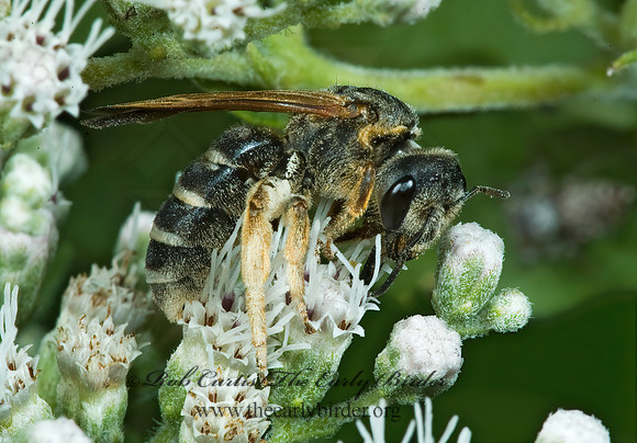 Halictus rubicundus 5014347 F z