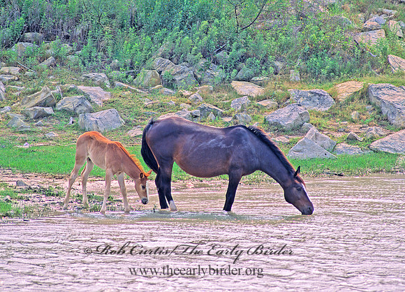Equus caballus  HORSE 53704z