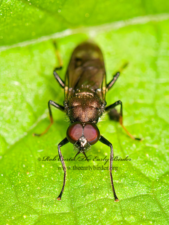 Myxosargus nigricormis  SOLDIER FLY 3016206z