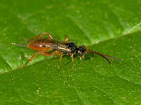 Phygadeuontini 8014219z