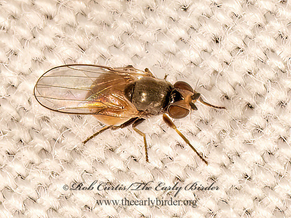 Chlroropidae  FRIT FLY 9083980z