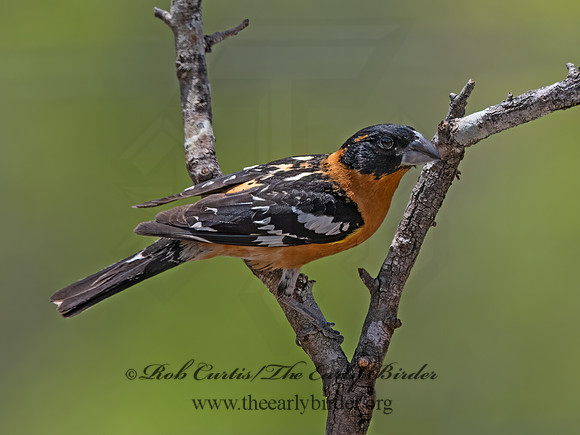 Pheucticus melanocephalus  BLACK-HEADED GROSBEAK 3036932z