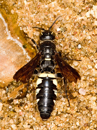Myzinum obscurum  8008478z