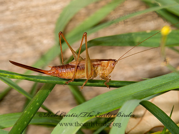 Conocephalus brevipennis  SHORT-WINGED MEADOW GRASSHOPPER  9026147z