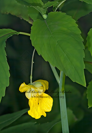 Impatiens pallida  YELLOW JEWELWEED 4003088z