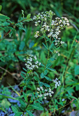 Euphorbia corollata  FLOWERING SPURGE 269219z